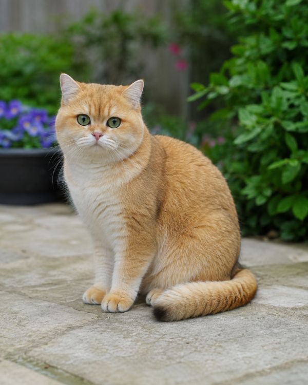 Préparer l'arrivée d'un chaton British Shorthair : le guide des premiers jours