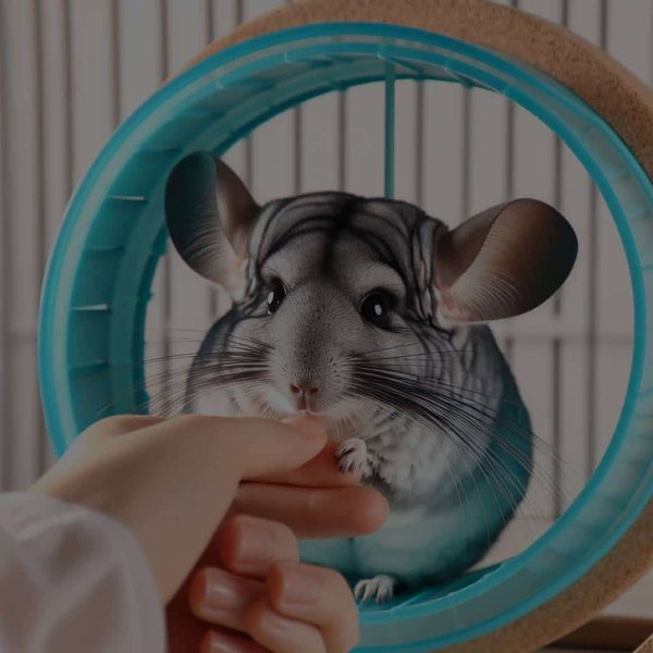 Quelle est la méthode la plus efficace pour apprendre à un chinchilla à utiliser une roue d'exercice ?